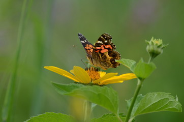 Painted Lady Butterfly on yellow coneflower