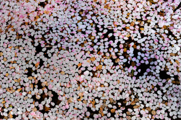 水面の桜の花びら