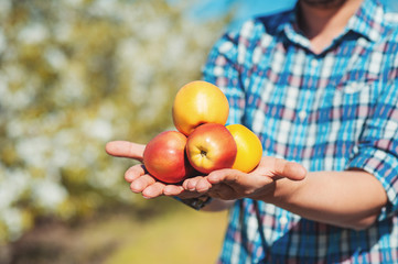 Farmer holding in hands organic apples while standing in tree garden. Man is harvesting fruits and vegetables. Eco Healthy food Lifestyle profession Country concepts