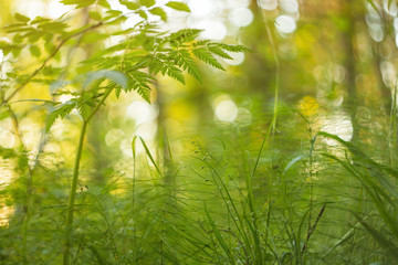 Summer, spring grass plants in sunlight, abstract yellow green nature background. Blur, bokeh, macro