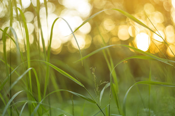 Green grass at sunset and sunlight abstract background close up. Blur, bokeh