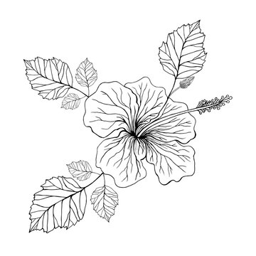 Flower hibiscus, coloring page.