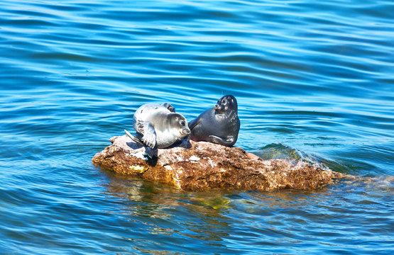 Lake Baikal. Two wild Baikal seals are basking in the sun and stretching on a stone among the blue waters near the Ushkany Island on a sunny summer day