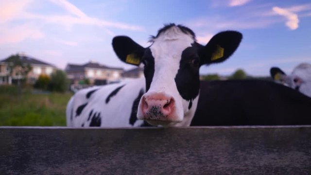 Cows Behind Wooden Fence Close Up Looking at Camera