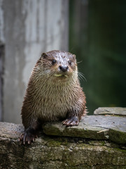 The Eurasian otter (Lutra lutra)