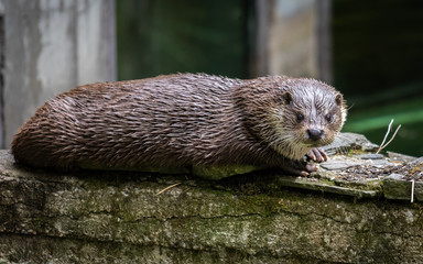 The Eurasian otter (Lutra lutra)