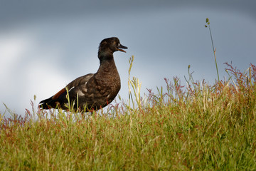 Paradise Shelduck - Tadorna variegata - putangitangi in the grassland in New Zealand
