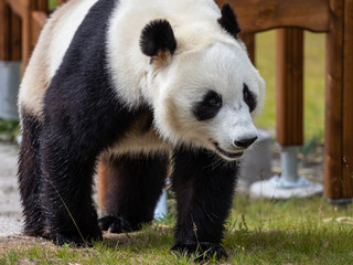 Fototapeta premium The giant panda (Ailuropoda melanoleuca)