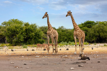Giraffe on Etosha with stripped hyena, Namibia safari wildlife