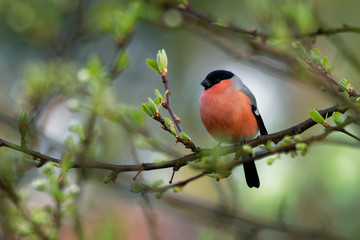 Pyrrhula pyrrhula - Eurasian Bullfinch - male sitting on the branch in the garden.