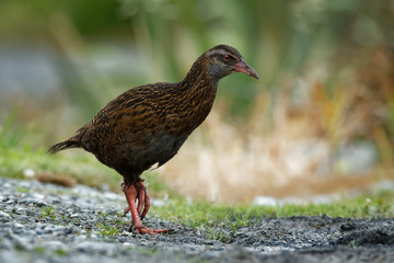 Gallirallus australis - Weka in New Zealand Southern Island