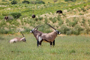 Gemsbok, Oryx gazella in Kalahari