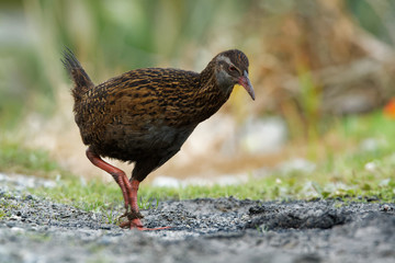 Gallirallus australis - Weka in New Zealand Southern Island