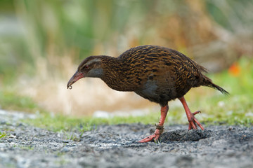 Gallirallus australis - Weka in New Zealand Southern Island