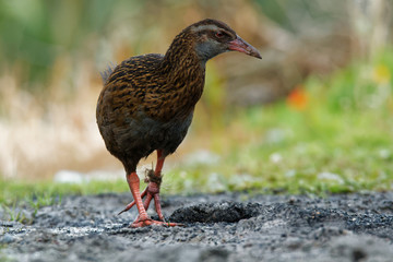 Gallirallus australis - Weka in New Zealand Southern Island