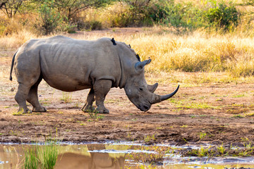 Fototapeta premium White rhinoceros Pilanesberg, South Africa safari wildlife