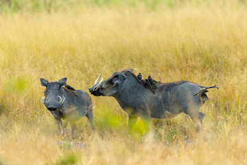 Warthog in Moremi reserve, Botswana safari wildlife