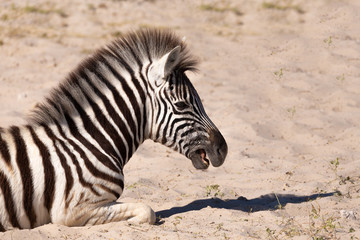 Fototapeta na wymiar zebra calf in Etosha Namibia wildlife safari