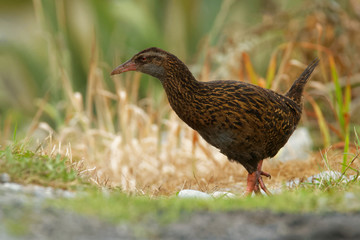 Gallirallus australis - Weka in New Zealand Southern Island