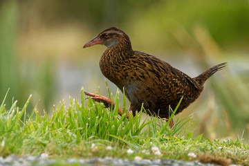 Gallirallus australis - Weka in New Zealand Southern Island