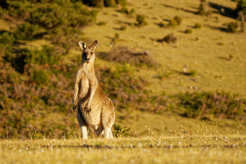 Macropus giganteus - Eastern Grey Kangaroo in Tasmania in Australia, Maria Island, Tasmania, standing on the meadow in the evening © phototrip.cz