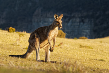 Macropus giganteus - Eastern Grey Kangaroo in Tasmania in Australia, Maria Island, Tasmania, standing on the meadow in the evening