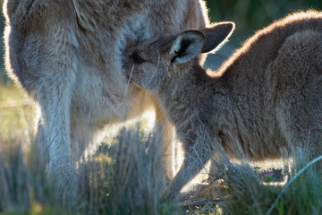 Macropus giganteus - Eastern Grey Kangaroo in Tasmania in Australia, Maria Island, Tasmania, standing with the breast feeding youngster on the meadow