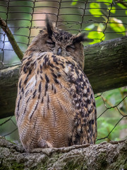 The Eurasian eagle-owl (Bubo bubo)