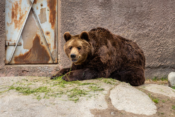 The brown bear (Ursus arctos)