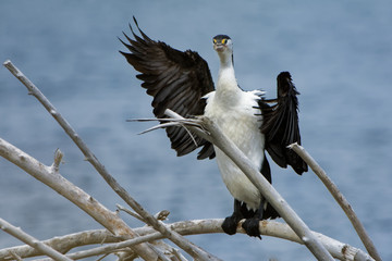 Pied Shag - Phalacrocorax varius - karuhiruhi drying its wings and feathers after the sea hunting. Australia, New Zealand