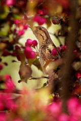 Eurasian Wryneck - Jynx torquilla sitting on the branch before flower background