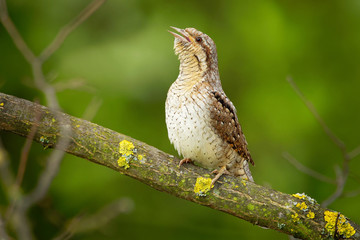 Eurasian Wryneck - Jynx torquilla sitting on the branch in the green bush in spring