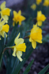 Obraz premium Yellow narcissus flowers or flower bouquet