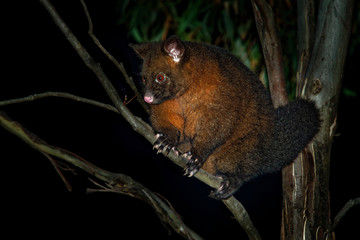Common Brush-tailed Possum - Trichosurus vulpecula -nocturnal, semi-arboreal marsupial of Australia, introduced to New Zealand