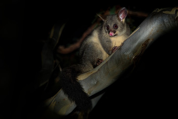 Common Brush-tailed Possum - Trichosurus vulpecula -nocturnal, semi-arboreal marsupial of Australia, introduced to New Zealand