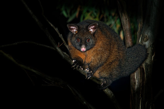 Common Brush-tailed Possum - Trichosurus vulpecula -nocturnal, semi-arboreal marsupial of Australia, introduced to New Zealand