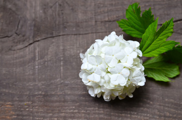 White Viburnum or Snowball flowers on old wooden background with space for text.
Selective focus.