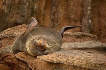 New Zealand Fur Seal - Arctocephalus forsteri - kekeno lying on the rocky beach in the bay in New Zealand