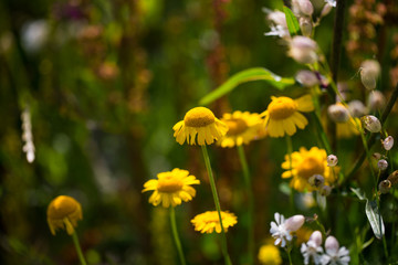 gelbe Wildblumen