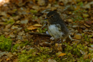 Petroica australis - South Island Robin - toutouwai - endemic New Zealand forest bird sitting on the branch in the forest