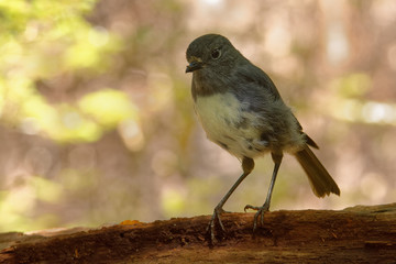 Petroica australis - South Island Robin - toutouwai - endemic New Zealand forest bird sitting on the branch in the forest