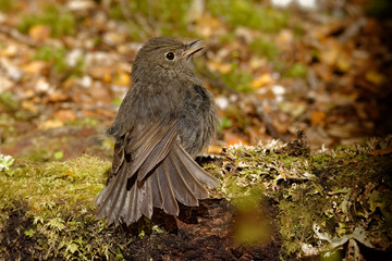 Petroica australis - South Island Robin - toutouwai - endemic New Zealand forest bird sitting on the branch in the forest