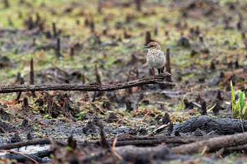Dusky Robin - Melanodryas vittata endemic song bird from Tasmania, Australia, in the rain