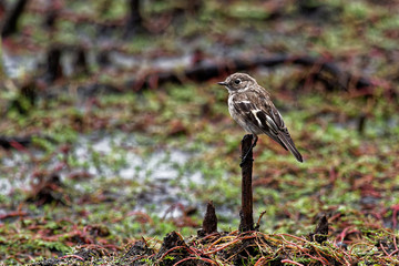 Dusky Robin - Melanodryas vittata endemic song bird from Tasmania, Australia, in the rain