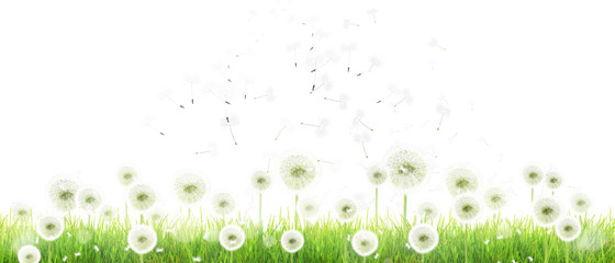 Schöne Pusteblume freigestellt