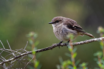 Dusky Robin - Melanodryas vittata endemic song bird from Tasmania, Australia, in the rain