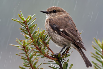 Dusky Robin - Melanodryas vittata endemic song bird from Tasmania, Australia, in the rain