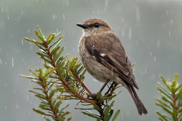 Dusky Robin - Melanodryas vittata endemic song bird from Tasmania, Australia, in the rain