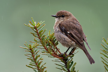 Dusky Robin - Melanodryas vittata endemic song bird from Tasmania, Australia, in the rain