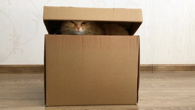 Cute ginger cat sitting inside a carton box. Fluffy pet is hiding under box cover.